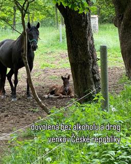 Compleet ingerichte caravan - - 5