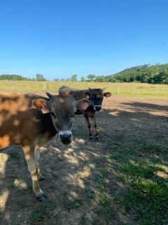 Caravan on farm - 2
