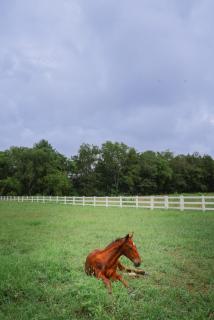 The Blue Barn at the MeadowCreek - Murfreesboro - 1