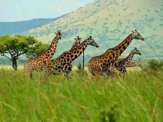 Bustani cottages - Voi - 2