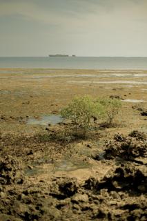 Kalo Villa Siargao - 7