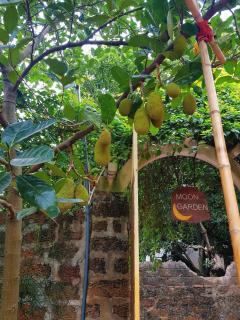 Moon Garden - Homestay Đường Lâm, Hà Nội - Sơn Tây - 7