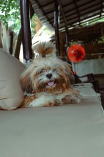 Wave Loom Hostel - Arugam Bay - 3