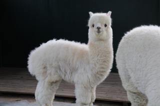 Wyndham Qingdao l Free Fixed-Time Shuttle Service Between Hotel and Airport & North Railway Station l Outdoor Children's Amusement Park l 1-Hour Play Snooker or Table Tennis - 2