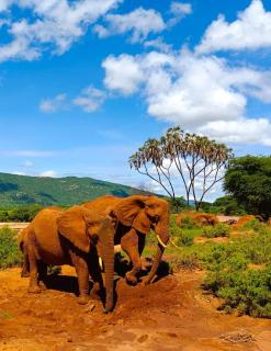 Soroi Samburu Lodge - Buffalo Springs National Reserve - 3