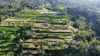 Vanilla Garden - Tetebatu - 4