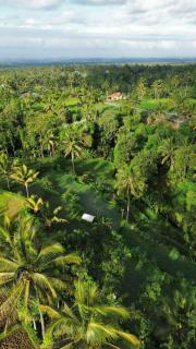 Vanilla Garden - Tetebatu - 6