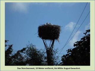 Grüne Idylle - 5