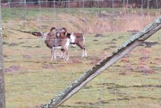 Pension Tweete Heimat - 5