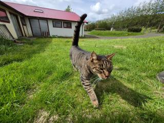 Skaftholt Guesthouse - Birkikinn - 6