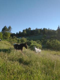 Maison de village, piscine, Colorado - Rustrel - 3