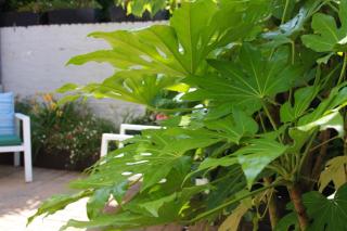 Charming Ramsgate garden cottage - Ramsgate - 1