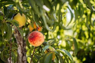 Corfu Villa Poulos - 2