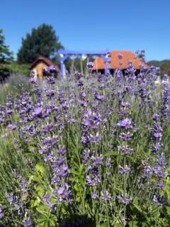 Casa cu Lavanda - 5