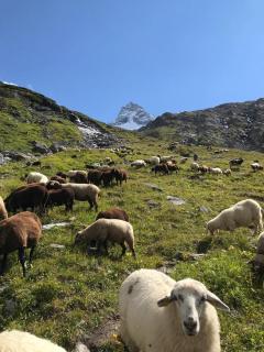 MountApart Ski in - Ski out - Sommercard zum halben Preis - Gültig von Juli bis September 2025 - Jochberg - 6