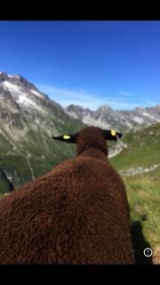 MountApart Ski in - Ski out - Sommercard zum halben Preis - Gültig von Juli bis September 2025 - Jochberg - 5