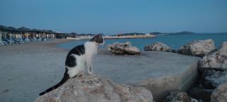 'By the sea' - Tribunj - 7