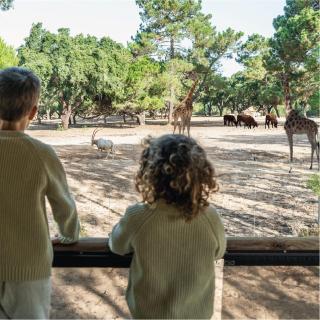 Badoca Safari Glamping Experience - - 0