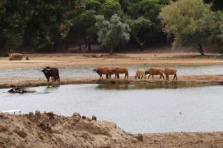 Badoca Safari Glamping Experience - - 8