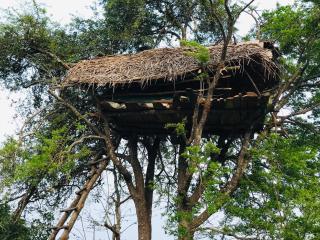Jungle Tree Hut Anuradhapura Sri Lanka - Anuradhapura - 7
