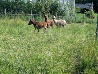 appartement à la ferme - La Saulce - 2