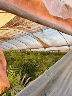 Mansouria Ranch - Cairo - Egypt - 8