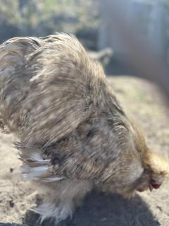 Domek 8 osobowy - Wroceń - 7