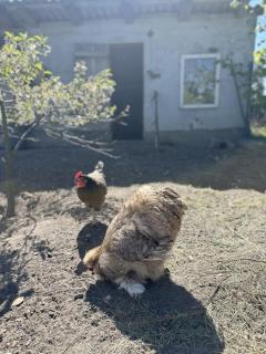 Domek 2-4 osobowy - 2