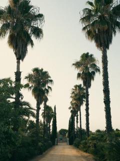 Finca Orate - Mairena del Alcor - 3