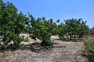 Mitsakos Golden House - 1