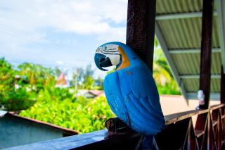 TJ Comfort Villa Suriname - Paramaribo - 9