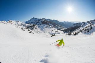 Wandering Buffalo - 2