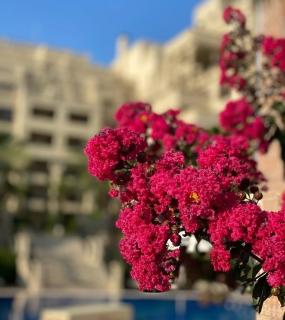 ARGISHT apart 647 - Golden Sands - 6