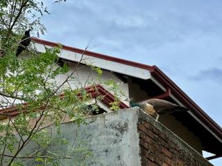 The 489 Residence - Negombo - 5