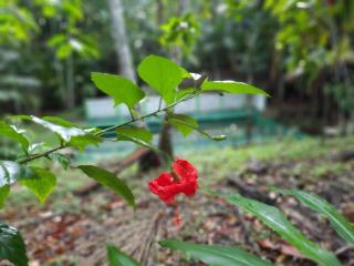 Eco Hotel Mãe De Sagui - Castanhal - 4
