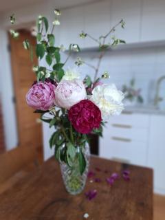 Stay in an award winning glasshouse - Dunedin - 6