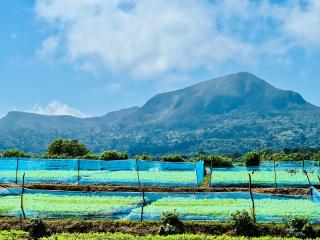 Mist haven villa Only for the Local Guests - Nuwara Eliya - 8