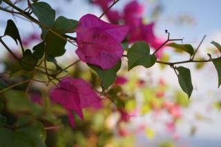 House of Harmony Suites - 2