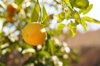 House of Harmony Suites - 1