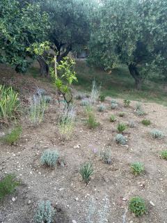 La Foresteria- Azienda agricola Garra - Mutignano - 8