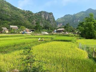 Thai Tam Homestay - Venuestay - Mai Châu - 3