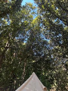 Tente Lodge avec Vue sur la Baie d'Ajaccio - Ajaccio - 2