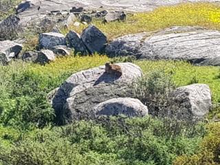 Dassie Kop - 5