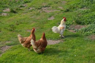 Countryside Tiny House - Roydon - 1