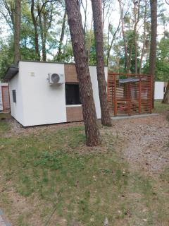 W sosnowym lesie - Lubniewice - 6