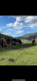 Sanera Bega Guesthoise - - 4