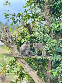 Lombok Hidden Villa - Tetebatu - 6