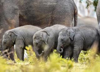 Habarana elephant safari &rooms - Habarana - 5