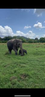 Habarana elephant safari &rooms - Habarana - 3