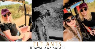 Ele Ants - Udawalawe - 4
